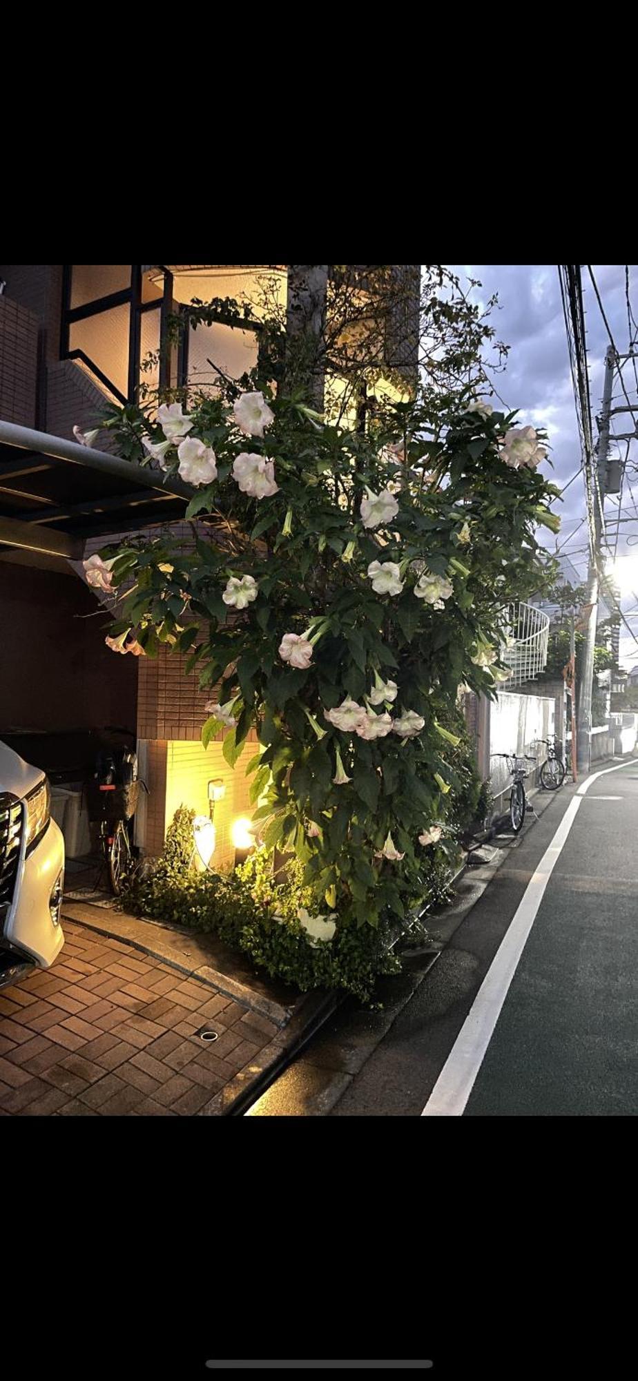 新宿安靜の家-A Quiet Home In Shinjuku - A 26 Square Meter Double Bed Room That Feels Like Home Tokyo Exterior photo