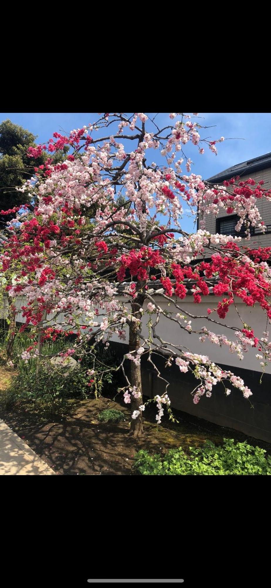 新宿安靜の家-A Quiet Home In Shinjuku - A 26 Square Meter Double Bed Room That Feels Like Home Tokyo Exterior photo